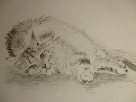 Liggende kat (houtskool) - 2013